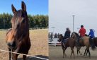 #HORSERACING: MR WILL X A PIC BY MRWILL’S PRINCE & PRINCESS DIARIES – APRIL 2021
