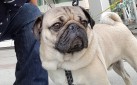 #SPOTTED: DOUG THE PUG IN TORONTO FOR WOOFSTOCK