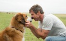 #GIVEAWAY: ENTER TO WIN ADVANCE PASSES TO SEE “A DOG’S PURPOSE”