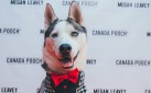 #SPOTTED: CANINE STARS GRACE “MEGAN LEAVEY” PREMIERE RED CARPET IN TORONTO