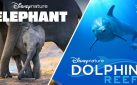 #FIRSTLOOK: NEW TRAILERS FOR “ELEPHANTS” + “DOLPHIN REEF”