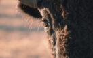 #FIRSTLOOK: “SINGING BACK THE BUFFALO” DOCUMENTARY PREMIERING AT BIG SKY DOCUMENTARY FILM FESTIVAL