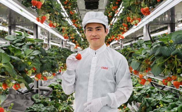 #FOOD: OISHII STRAWBERRIES ARRIVE IN CANADA