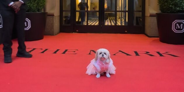 #SPOTTED: MET GALA 2026 AND BROADWAY HIGHLIGHTS