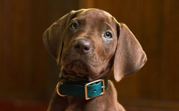 #FIRSTLOOK: “SCOOBY-DOO! ORIGINS”