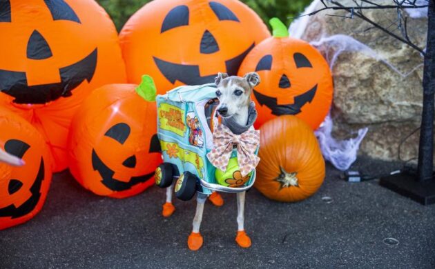 #FIRSTLOOK: HOWL’OWEEN RETURNS OCTOBER 24, 2026